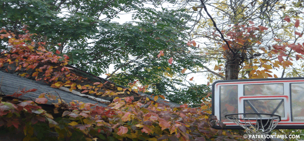 fall_foliage_paterson_nj