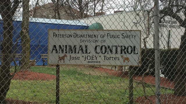 paterson-animal-control